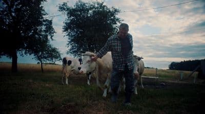 a man standing next to two cows in a field