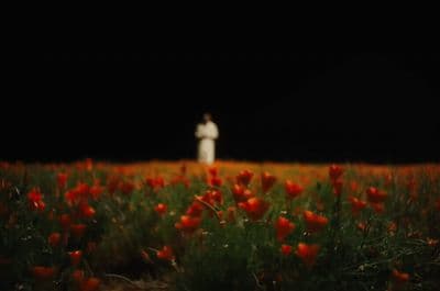 a person standing in a field of red flowers