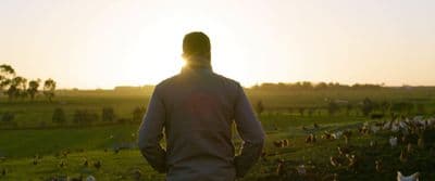 a man standing in a field watching a flock of birds