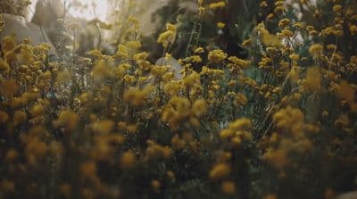 a bunch of yellow flowers in a field