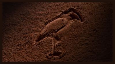 a picture of a bird in the sand