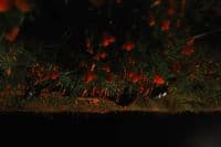 a bunch of oranges that are on the ground