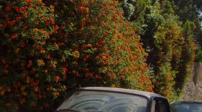 a car parked next to a tree with orange flowers on it