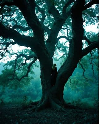 a person standing in the middle of a large tree