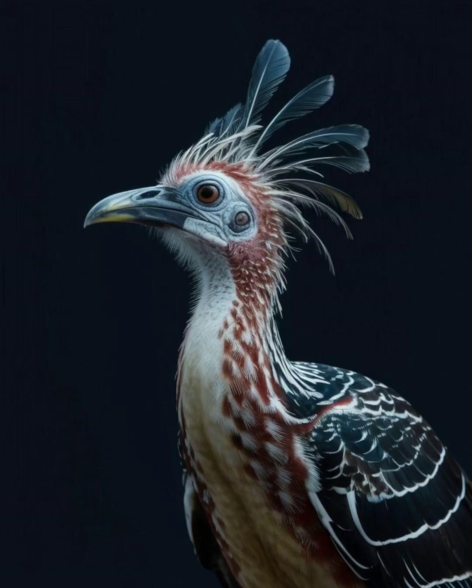 a close up of a bird on a black background