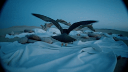 a bird flying over a bed covered in white sheets