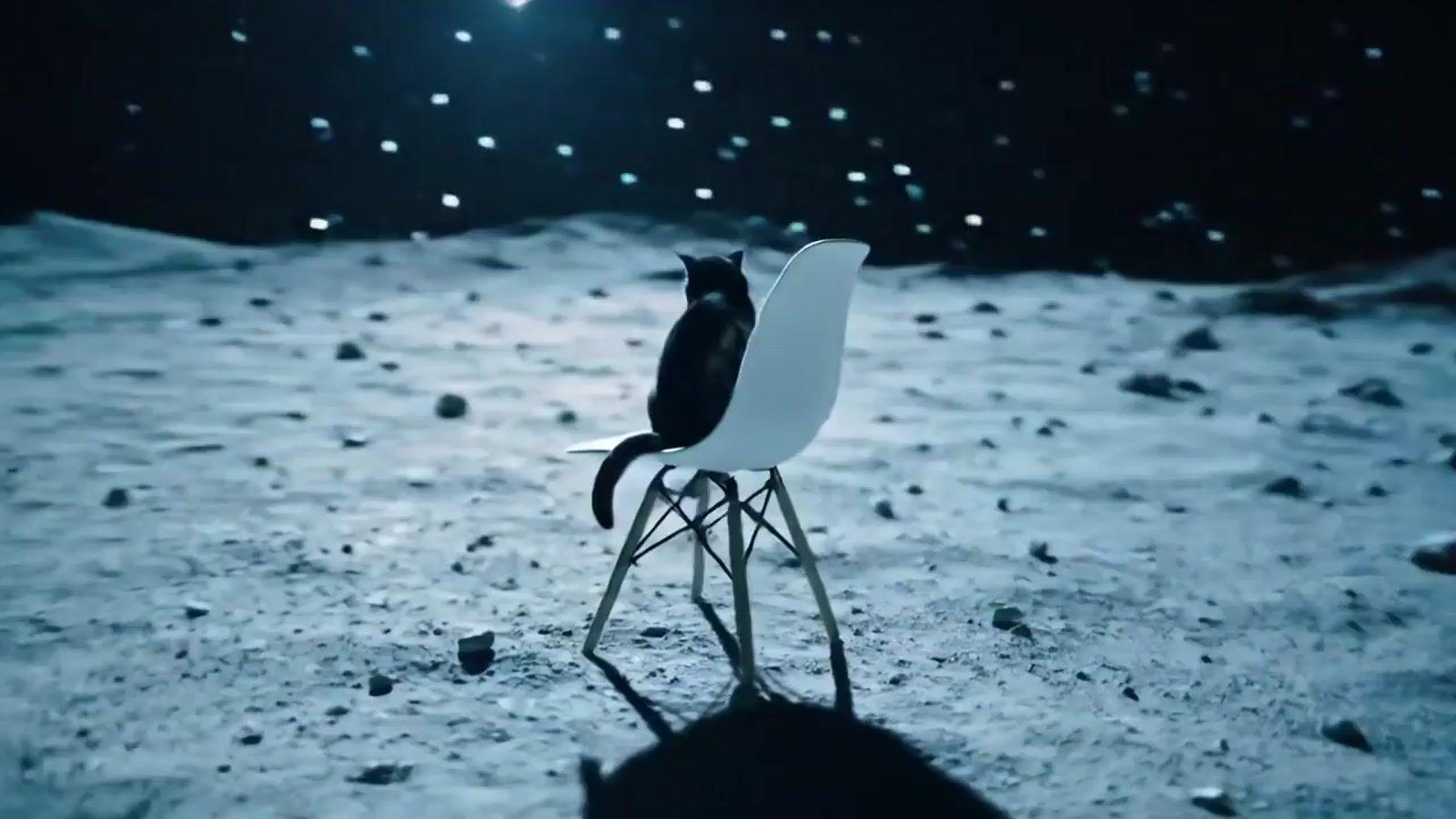 a black and white cat sitting on top of a white chair