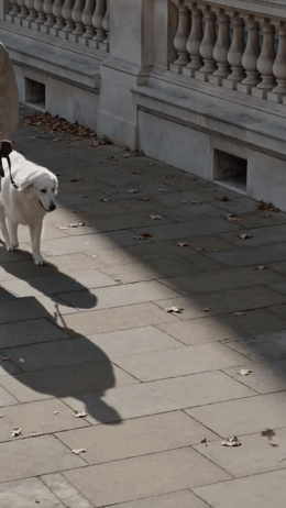 a person walking a white dog on a leash