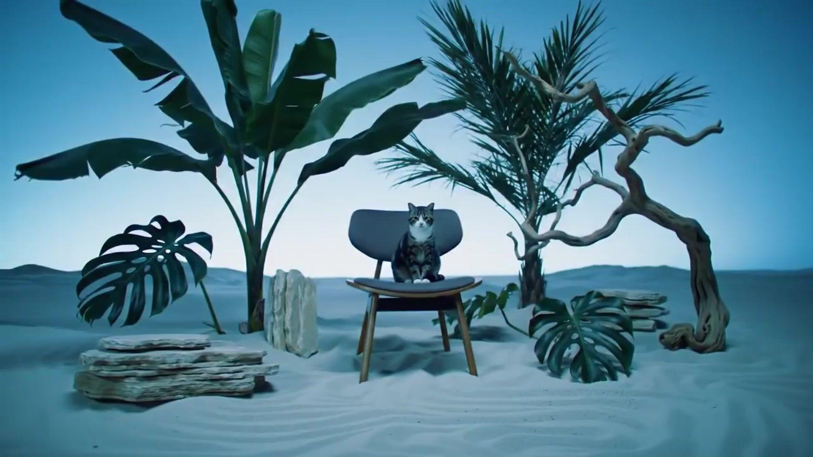 a cat sitting on a chair in the middle of a desert