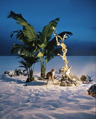 a cat sitting in the snow next to a palm tree