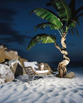 a cat sitting on a chair next to a palm tree