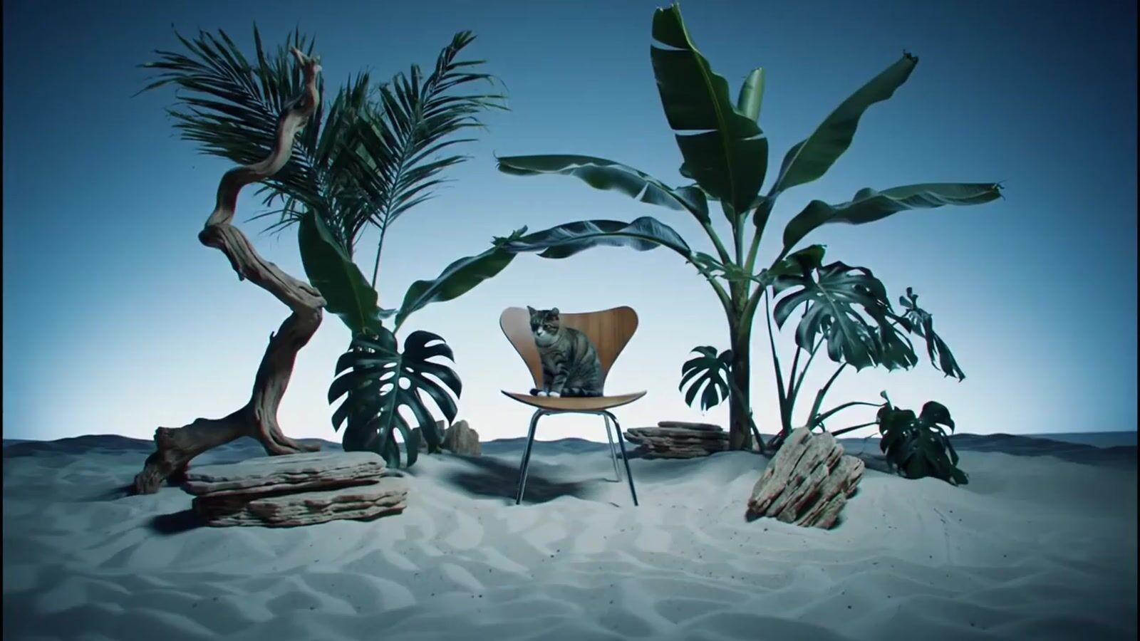 a cat sitting on a chair in the middle of a desert