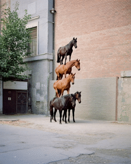 a group of horses standing in front of a building