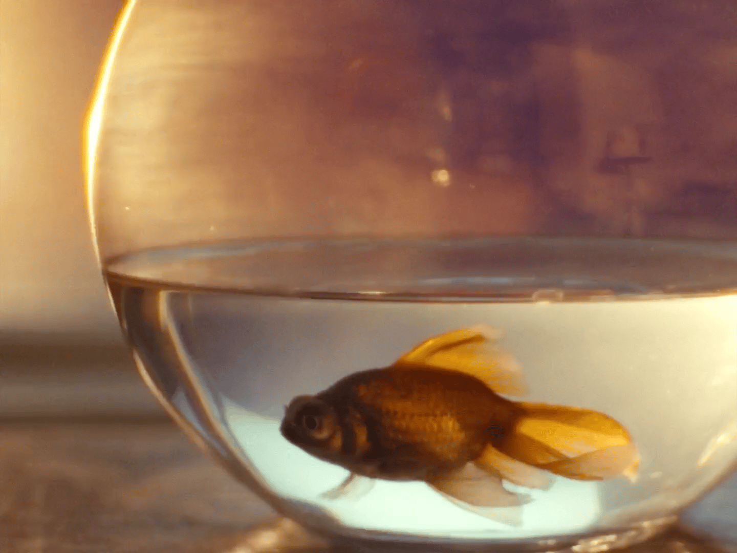 a goldfish swimming in a bowl of water