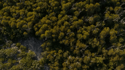 an aerial view of a forest of trees