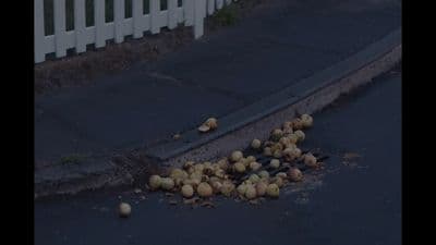 a pile of onions sitting on the side of a road