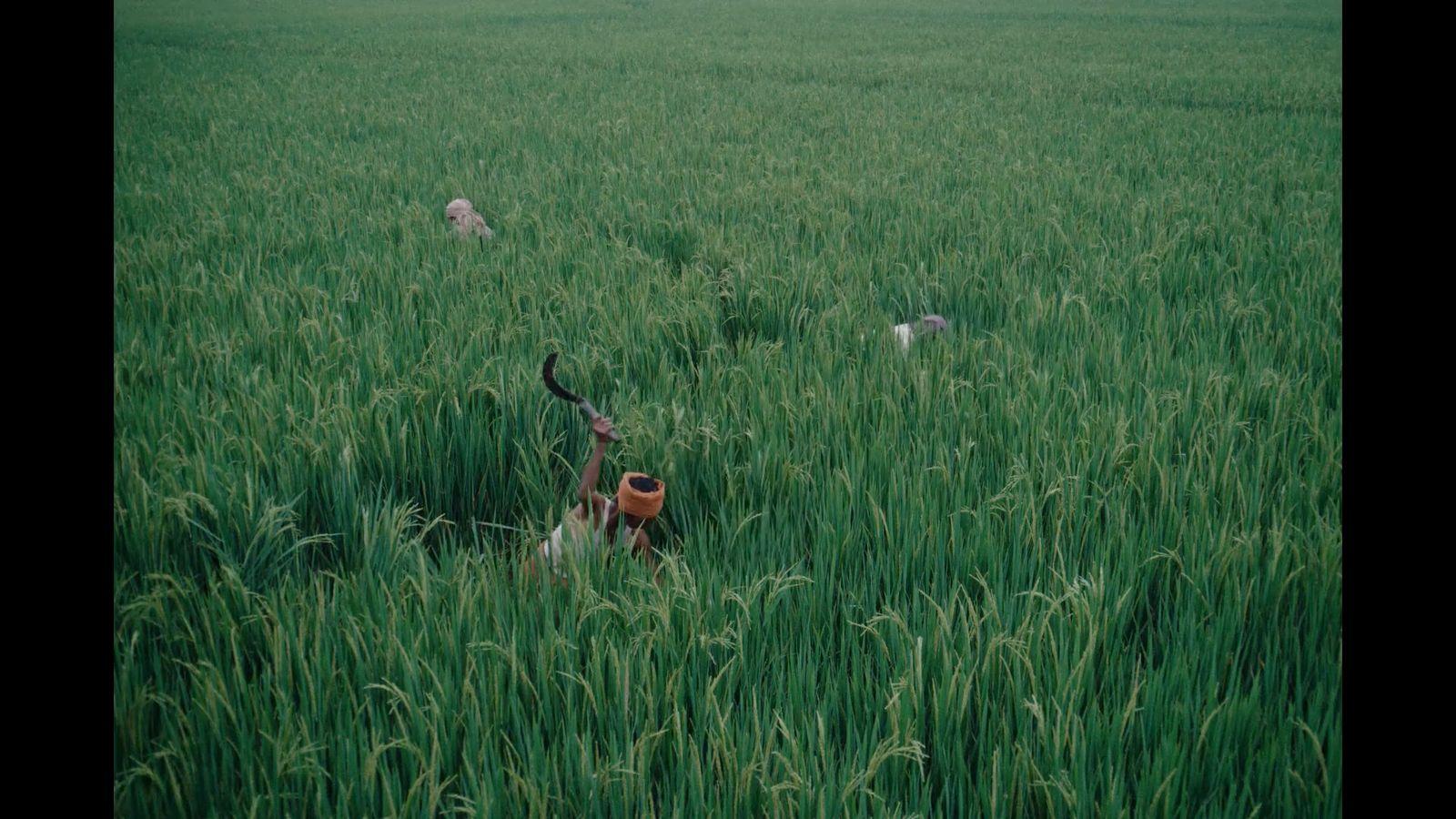a dog in a field of tall grass