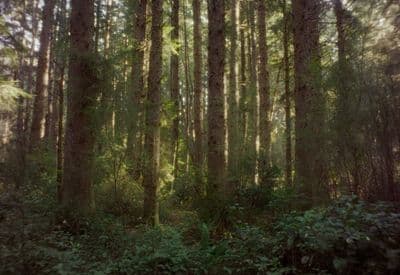 a forest filled with lots of tall trees