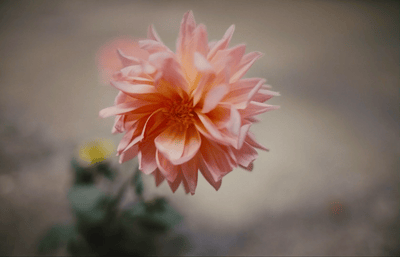 a close up of a pink flower with a blurry background