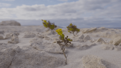 a yellow flower is growing out of the sand