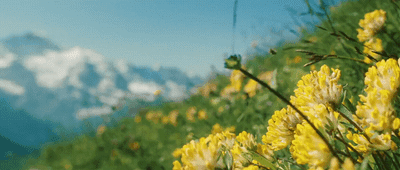 a field of yellow flowers with a mountain in the background