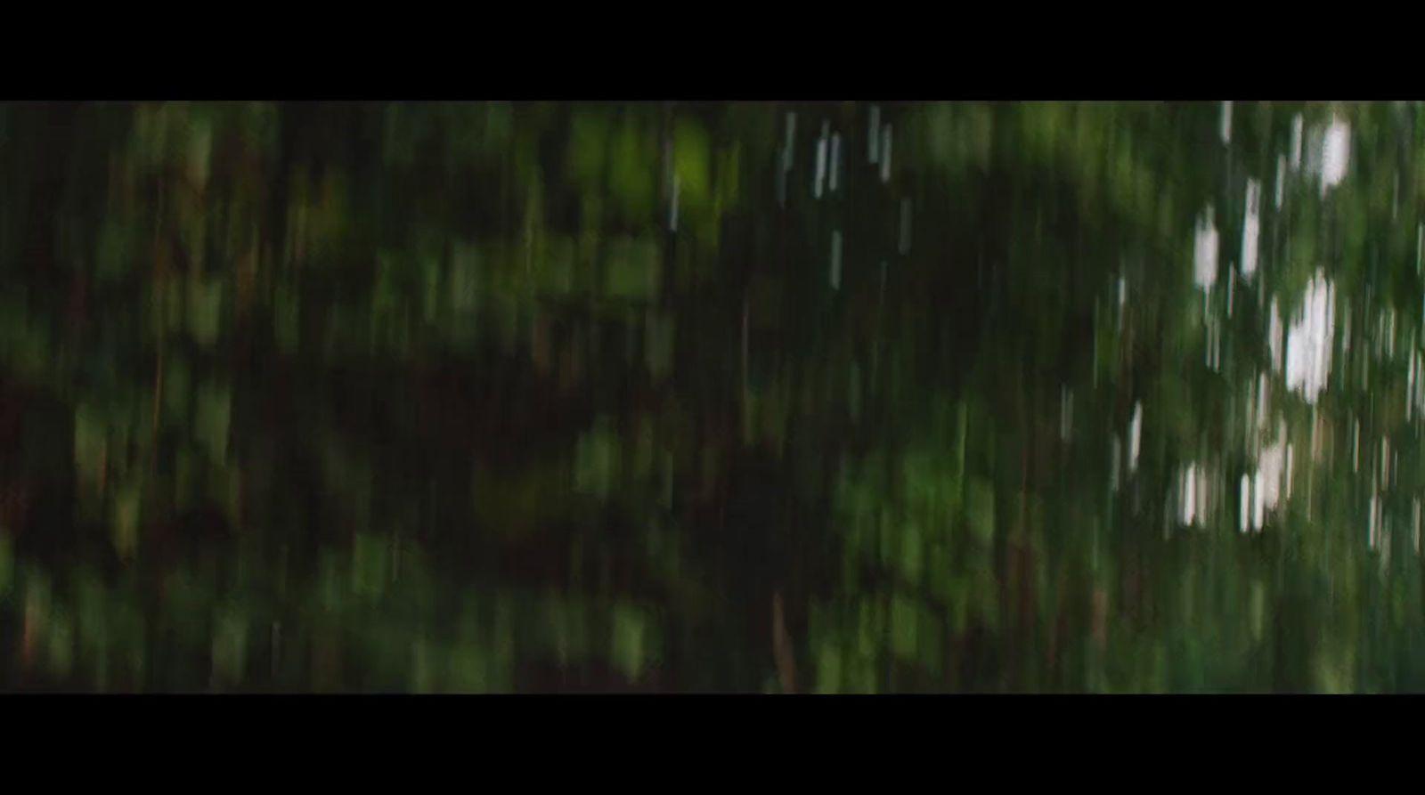 a blurry photo of a forest with lots of trees