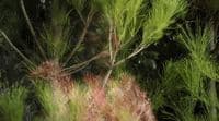 a blurry photo of a tree with green leaves
