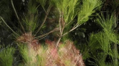 a blurry photo of a tree with green leaves