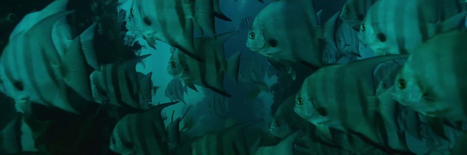 a large group of fish swimming in the ocean