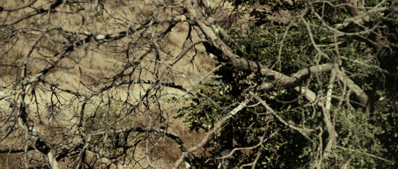 a giraffe standing next to a forest filled with trees
