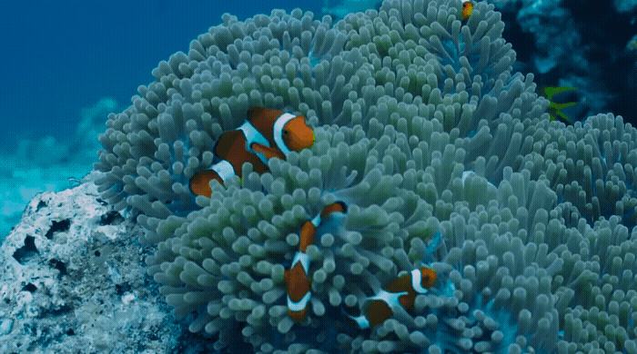 a couple of clown fish swimming around a coral
