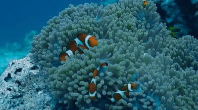 a couple of clown fish swimming around a coral