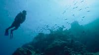 a man swimming in the ocean with a lot of fish