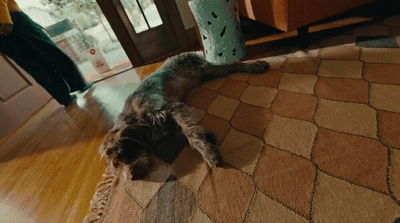 a dog laying on a rug in a living room