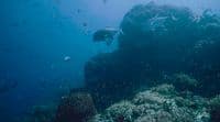 a large group of fish swimming over a coral reef