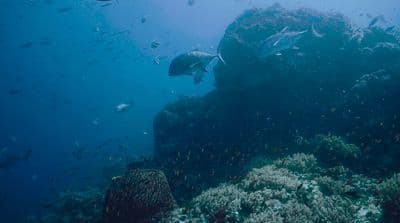 a large group of fish swimming over a coral reef