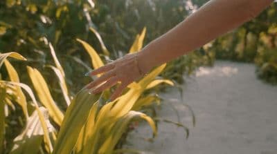a hand reaching for a plant in a garden