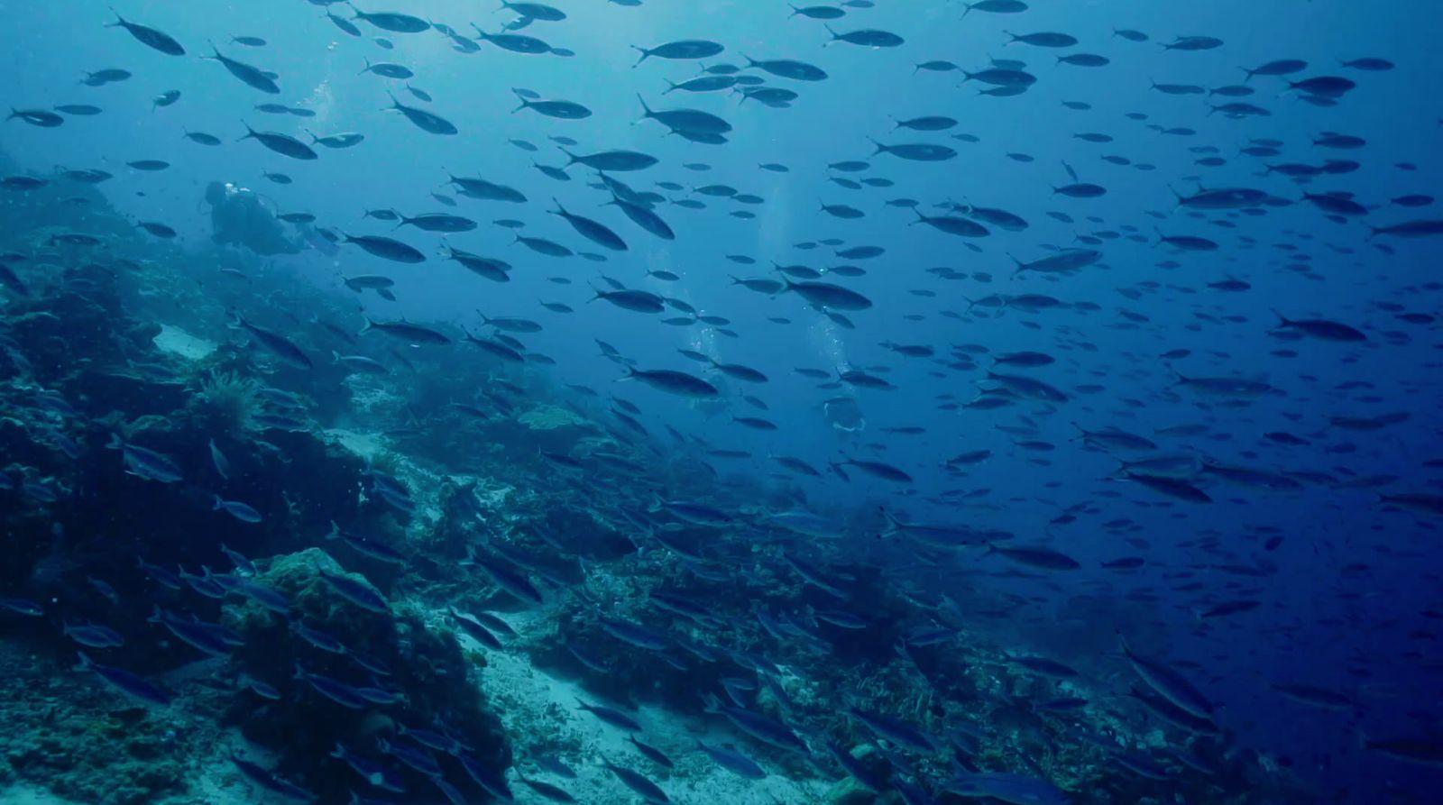 a large group of fish swimming over a coral reef