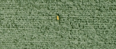 a banana sitting in the middle of a field
