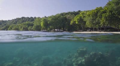 a body of water with trees in the background