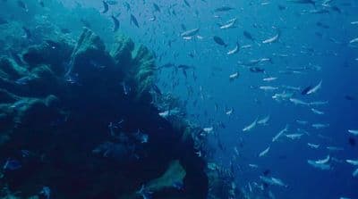 a large group of fish swimming over a coral reef