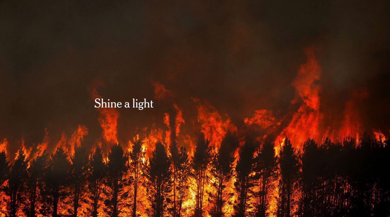 a forest filled with lots of trees covered in fire