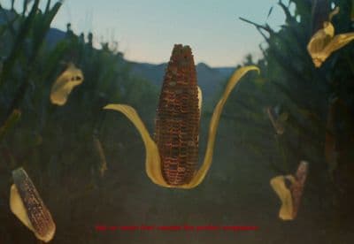 a close up of a corn cob on a plant