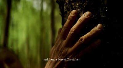a person's hand on a tree in a forest