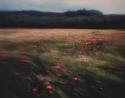 a field full of red flowers under a cloudy sky