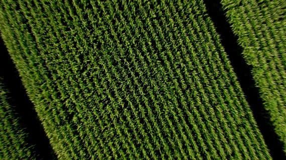 an aerial view of a field of grass