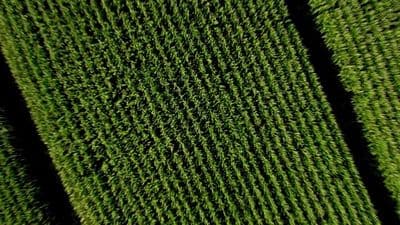 an aerial view of a field of grass