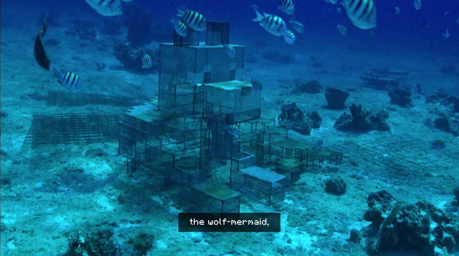 a group of fish swimming over a coral reef