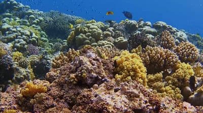 a large group of fish swimming over a coral reef