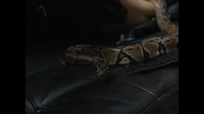 a close up of a snake on a couch